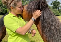 New member of the team at The Dartmoor Pony Heritage Trust charity