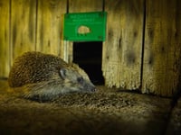 Helping Hedgehogs across Mid Devon 
