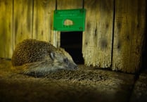 Helping Hedgehogs across Mid Devon 
