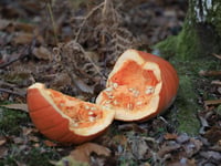 Dumping pumpkins in the woods is bad for wildlife 

