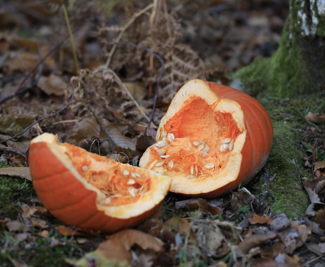 Dumping pumpkins in the woods is bad for wildlife 
