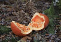 Dumping pumpkins in the woods is bad for wildlife says Forestry England
