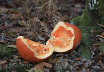 Dumping pumpkins in the woods is bad for wildlife 
