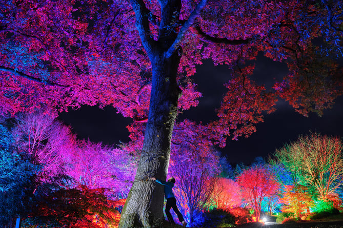 Photo by Guy Harrop. Viisitors enjoy the spectacular Glow trail at RHS Garden Rosemoor in Devon. In it's fifth year, and the event's longest ever Glow trail, this year sees the lit displays extend into the woodland for the first time...Glow opens to the public from Thursday 18th November and runs till 30th December this year. ..image copyright guy harrop.info@guyharrop.com.07866 464282