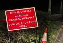 Avian flu confirmed near Tiverton