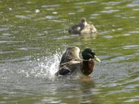 More than 150 water pollution incidents in Mid Devon since 2018