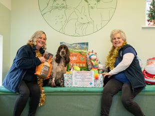 Crediton veterinary practice bringing Christmas cheer to pets in need
