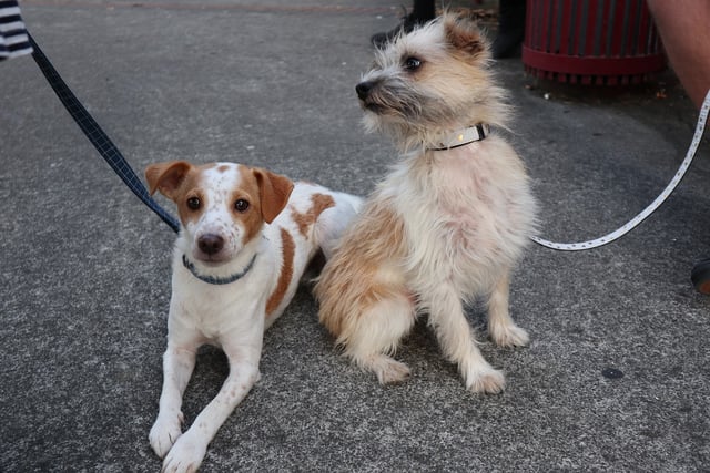 Dog walking limit of six imposed in North Devon