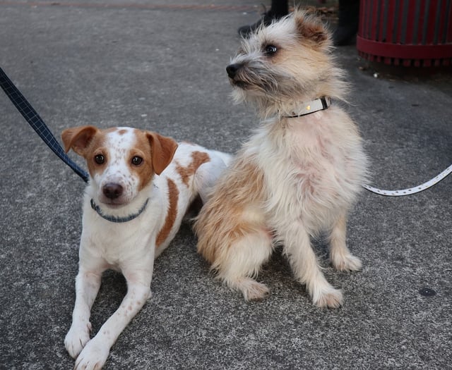 Dog walking limit of six imposed in North Devon