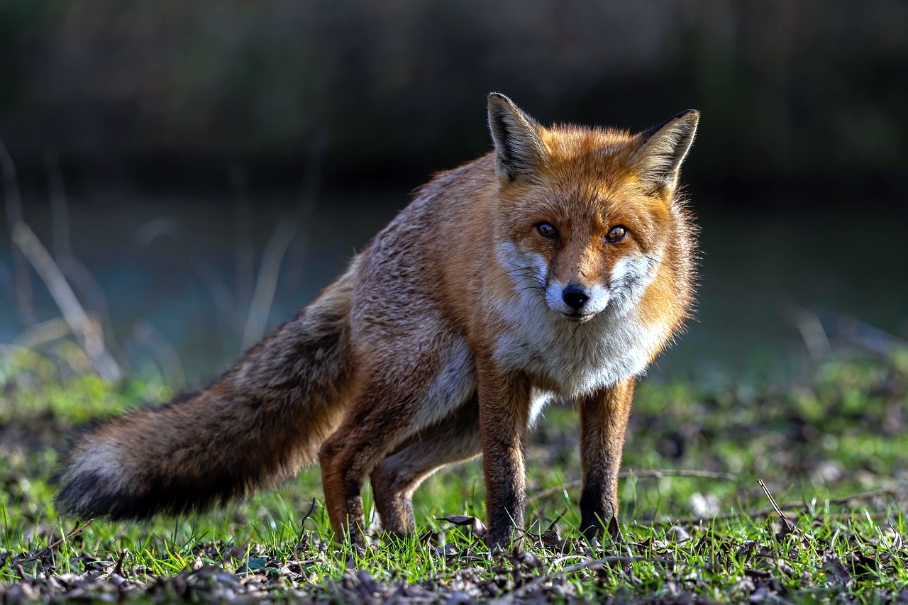 Residents raise fox hunting worries