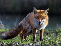 Residents raise fox hunting worries