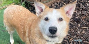 RSPCA calls from Devon are contributing to a winter crisis
