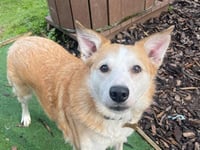RSPCA calls from Devon are contributing to a winter crisis
