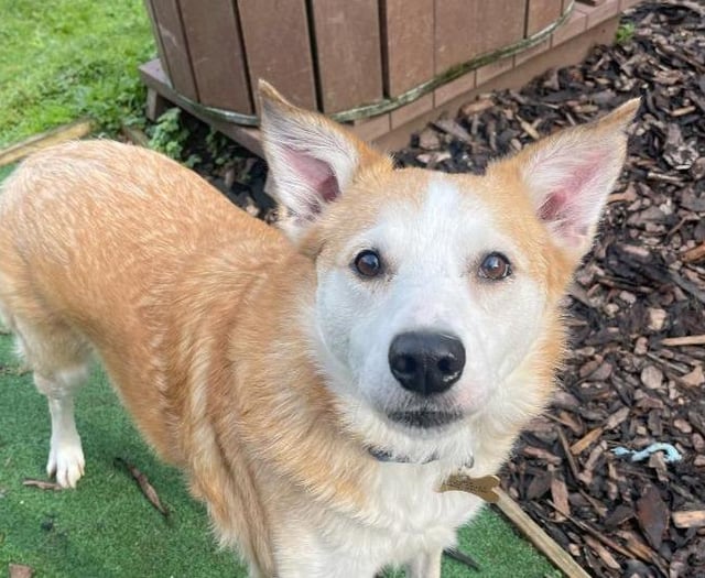 RSPCA calls from Devon are contributing to a winter crisis
