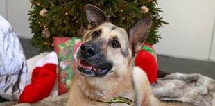 Dogs Trust delivers Christmas hope to homeless people across Devon 
