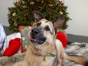 Dogs Trust delivers Christmas hope to homeless people across Devon 
