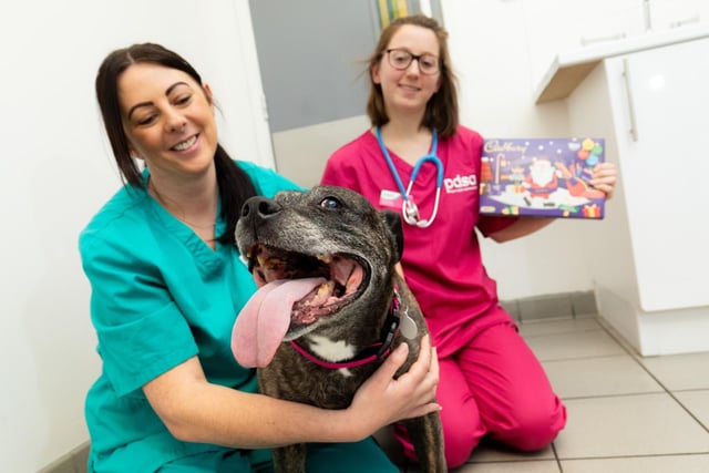 Choc shock as curious canine eats Christmas chocolate selection box

