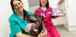 Choc shock as curious canine eats Christmas chocolate selection box
