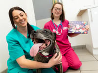 Choc shock as curious canine eats Christmas chocolate selection box
