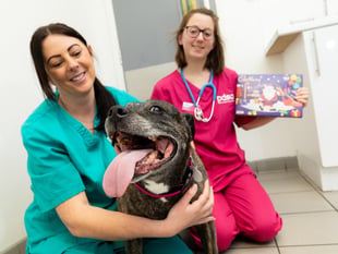 Choc shock as curious canine eats Christmas chocolate selection box
