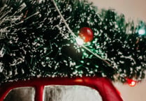 Where to recycle your Christmas tree near Crediton 