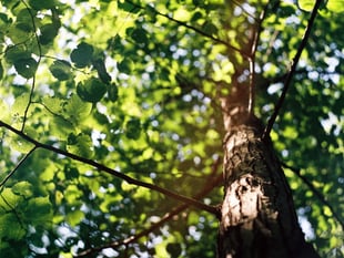 10,000 trees being planted in Devon with help of new tree funding
