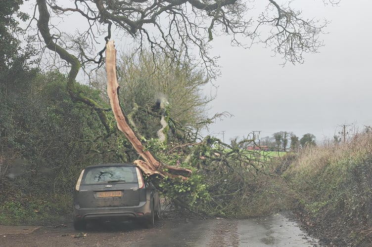 The oak tree branch on top of the car near Yeoford, Crediton.