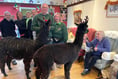 Alpacas visited Crediton care home to treat residents
