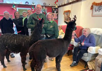 Alpacas visited Crediton care home to treat residents
