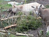 Cheriton Fitzpaine goats tucked into Christmas trees
