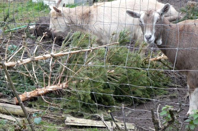 The goats with a tree provided from Mary and David Nunn, of Cheriton Fitzpaine, the goats enthusiastically tucking into the tree.
