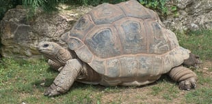 Court date for man following discovery of deceased giant tortoises
