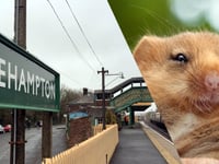 Network Rail to create new haven for dormice