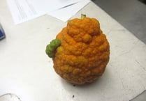 An odd shaped Seville orange
