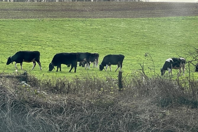 Cows in a field between Sandford and Crediton.  AQ 4721
