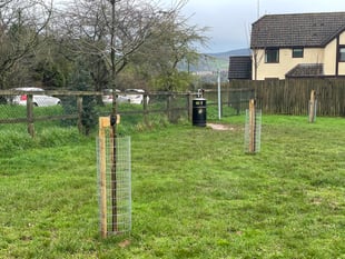 More trees for Crediton and across the district
