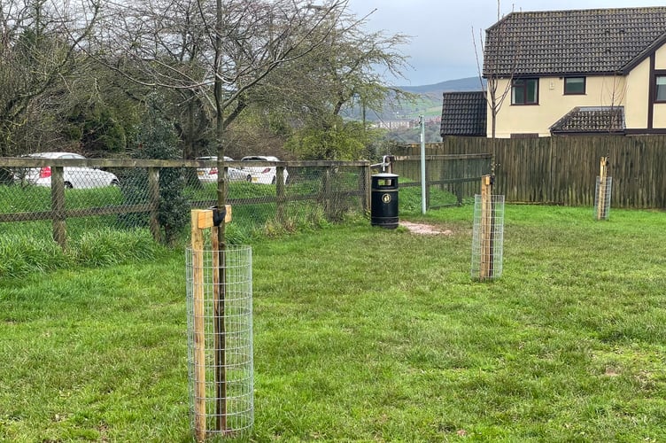 Some of the trees in Beacon Park, Crediton. AQ 6871