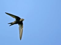 Crediton’s Amazing Swifts! Don't miss this talk!