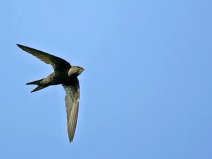 Crediton’s Amazing Swifts! Don't miss this talk!