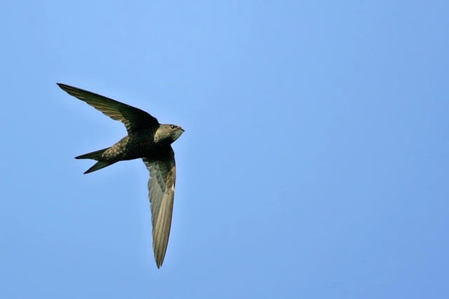 A single Swift in flight.