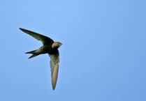 Crediton’s Amazing Swifts! Don't miss this talk!