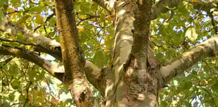 Volunteer tree wardens wanted
