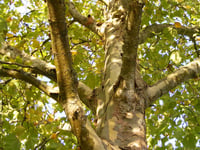 Volunteer tree wardens wanted

