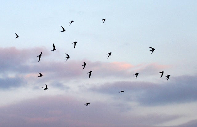 Full house for talk about Crediton’s Amazing Swifts!
