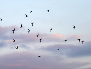 Reader’s Letter: Sustainable Crediton’s Amazing Swifts
