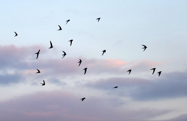 Swifts at sunset.