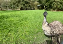 Motorists advised to beware of Emu loose on road