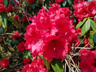 Visit the gardens at Shobrooke Park this Saturday

