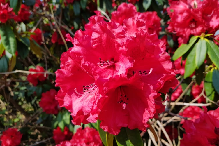 Images from Shobrooke Park.