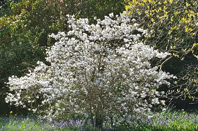 Images from Shobrooke Park.